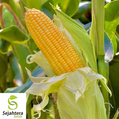 Iochief Yellow Corn Seeds 25 Ct | Sweet Heirloom Vegetable NON-GMO USA