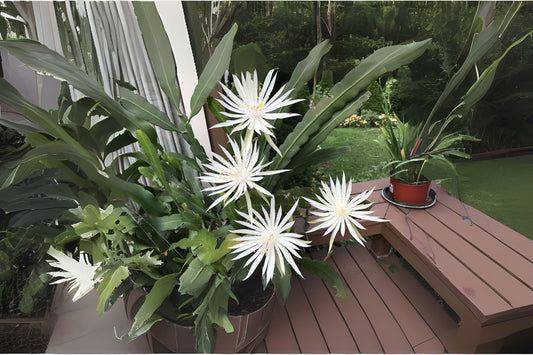 Epiphyllum Hookeri Potted Plant - 6" Pot - Orchid Cactus - Healthy Live Houseplant for Indoor Gardening