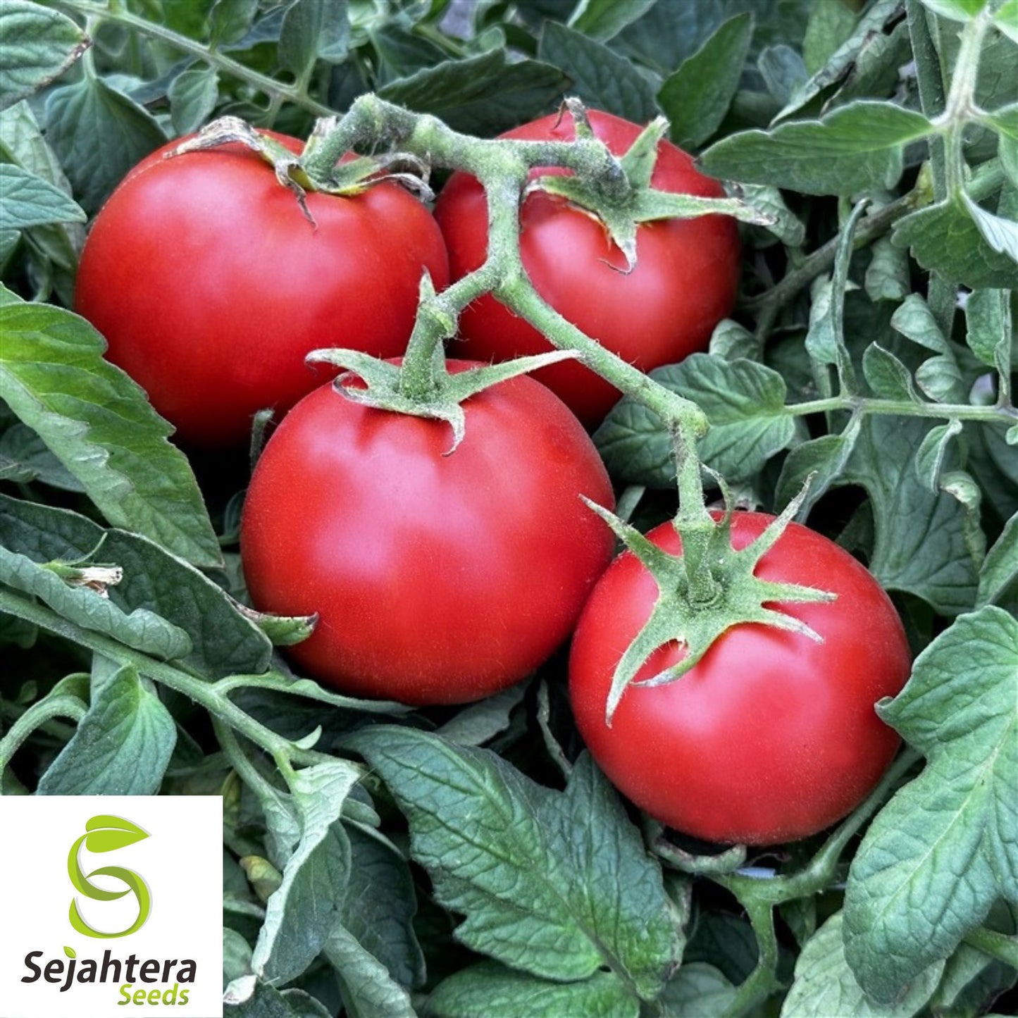 Ace 55 Tomato Seeds - 120+ Heirloom - Non-GMO, Low-Acid & High Yield