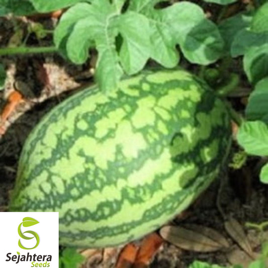 12 Florida Giant Watermelon Seeds - Heirloom, Organic, Non-GMO, Rare & Huge