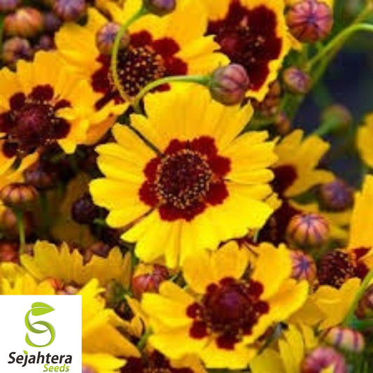 1,000+ Dwarf Plains Coreopsis Seeds - Edible, Medicinal, Native Wildflower