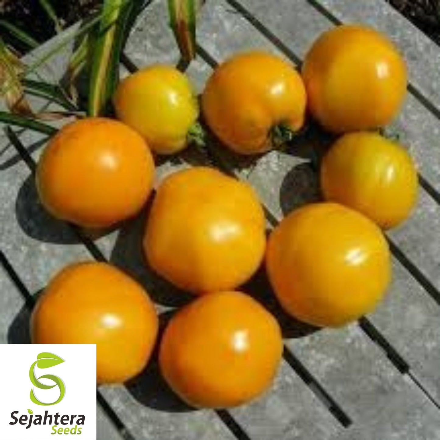 Golden Jubilee Tomato Seeds 100 Ct | Heirloom Vegetable NON-GMO USA