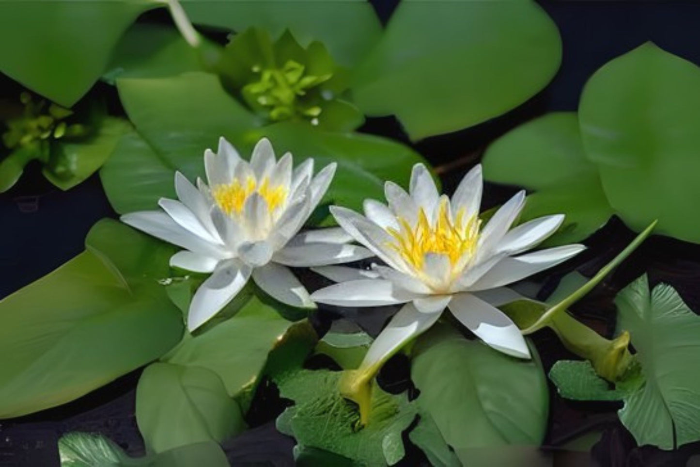 Hermine Pond Lily Pack of 3 - Nymphaea x 'Hermine' - White Flowers with Yellow Centers - Ideal for Tub Gardens