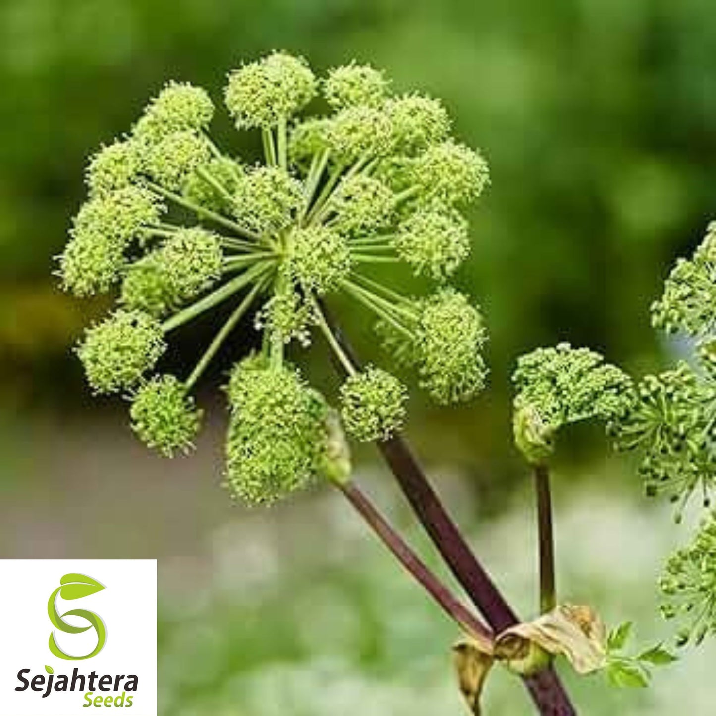 30 Angelica Holy Ghost Seeds - Non-GMO, Biennial Herb & Culinary Licorice Flavor