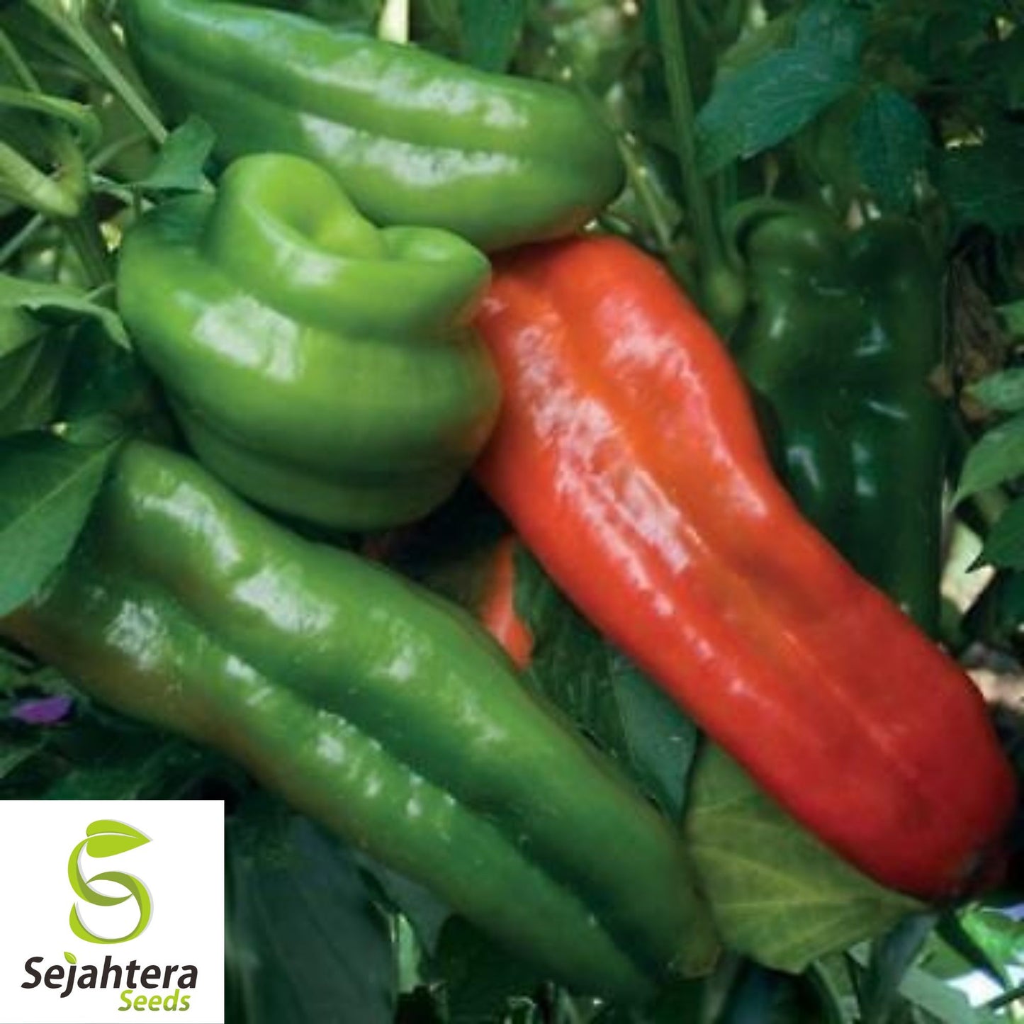 25 Marconi Rosso Italian Pepper Seeds - Non-GMO, Sweet & Flavorful Variety