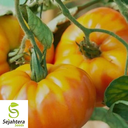 Pineapple Tomato Seeds - 120+ Heirloom, Organic, Non-GMO & Rare