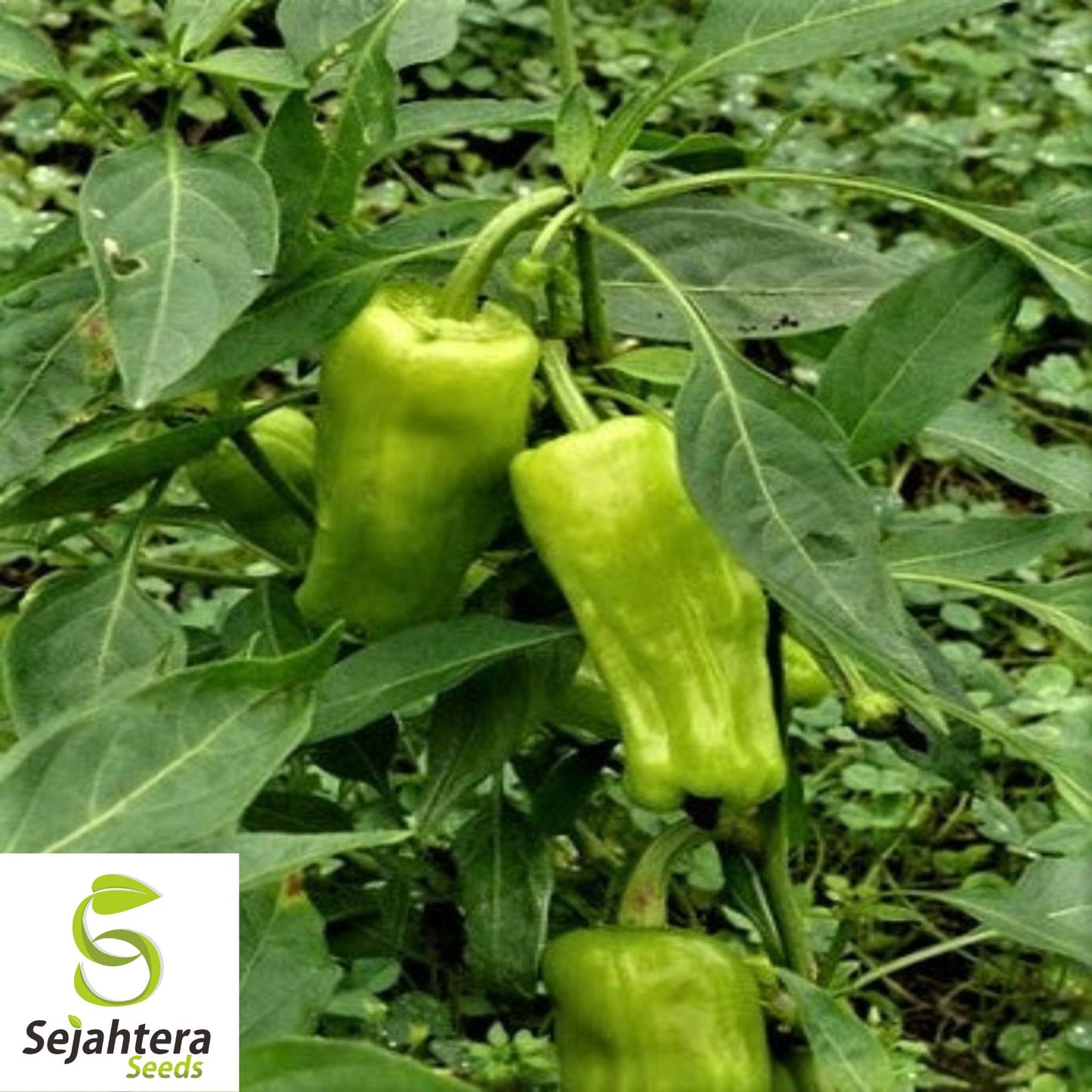 25 Greek Pepperoncini Sweet Pepper Seeds - Non-GMO, Mild & Flavorful