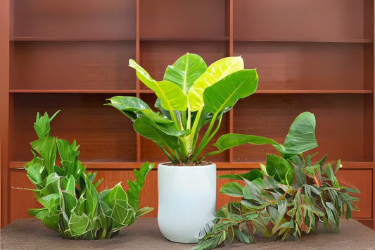 Philodendron Moonlight Plant in 6" Pot - Philodendron bipinnatifidum - Tropical Indoor Houseplant for Home Décor and Plant Lovers