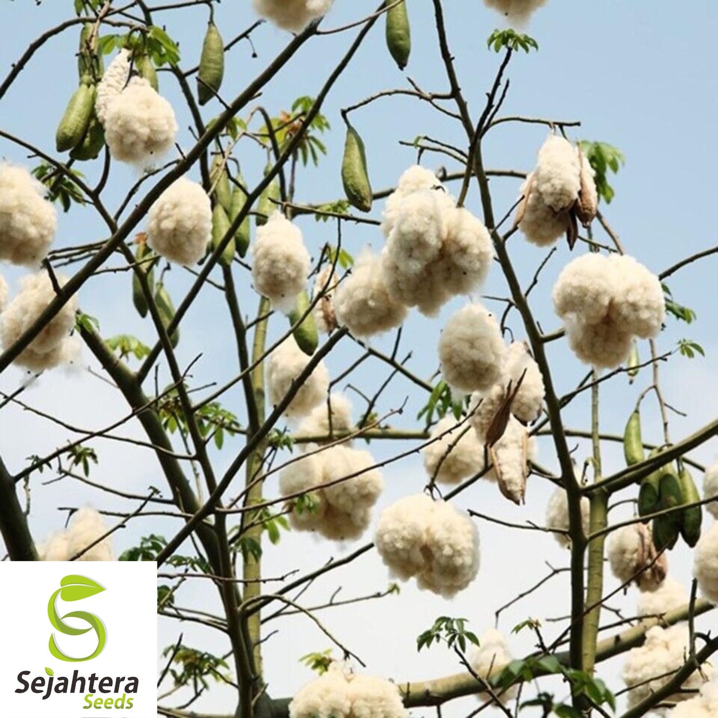 Silk Cotton Tree Seeds {Ceiba pentandra} Pre-Stratified 20 Seeds