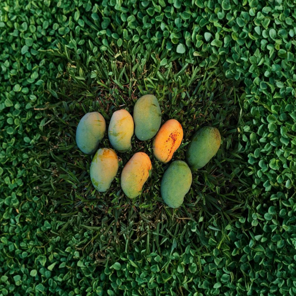 Long Trinidad Mango Tree – Mangifera indica Live Seedling | 8–10 Inches Tall | Rare Caribbean Variety  Polyembryonic | Citrus-Forward Flavor | Cultural Heirloom