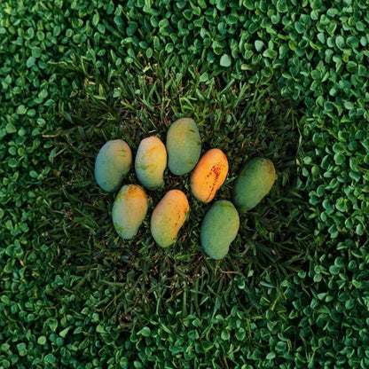 Long Trinidad Mango Tree – Mangifera indica Live Seedling | 8–10 Inches Tall | Rare Caribbean Variety  Polyembryonic | Citrus-Forward Flavor | Cultural Heirloom