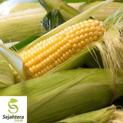 Iochief Yellow Corn Seeds 25 Ct | Sweet Heirloom Vegetable NON-GMO USA