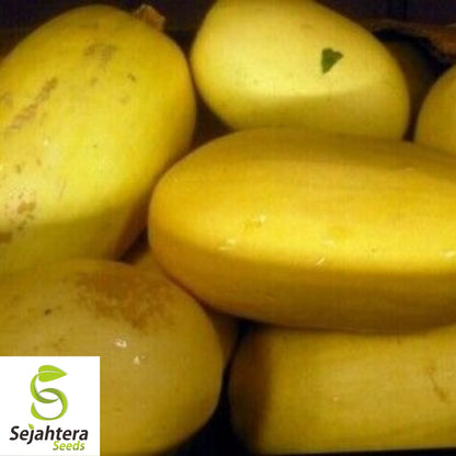 Spaghetti Squash Seeds 20 Ct | Heirloom Winter Vegetable Garden USA