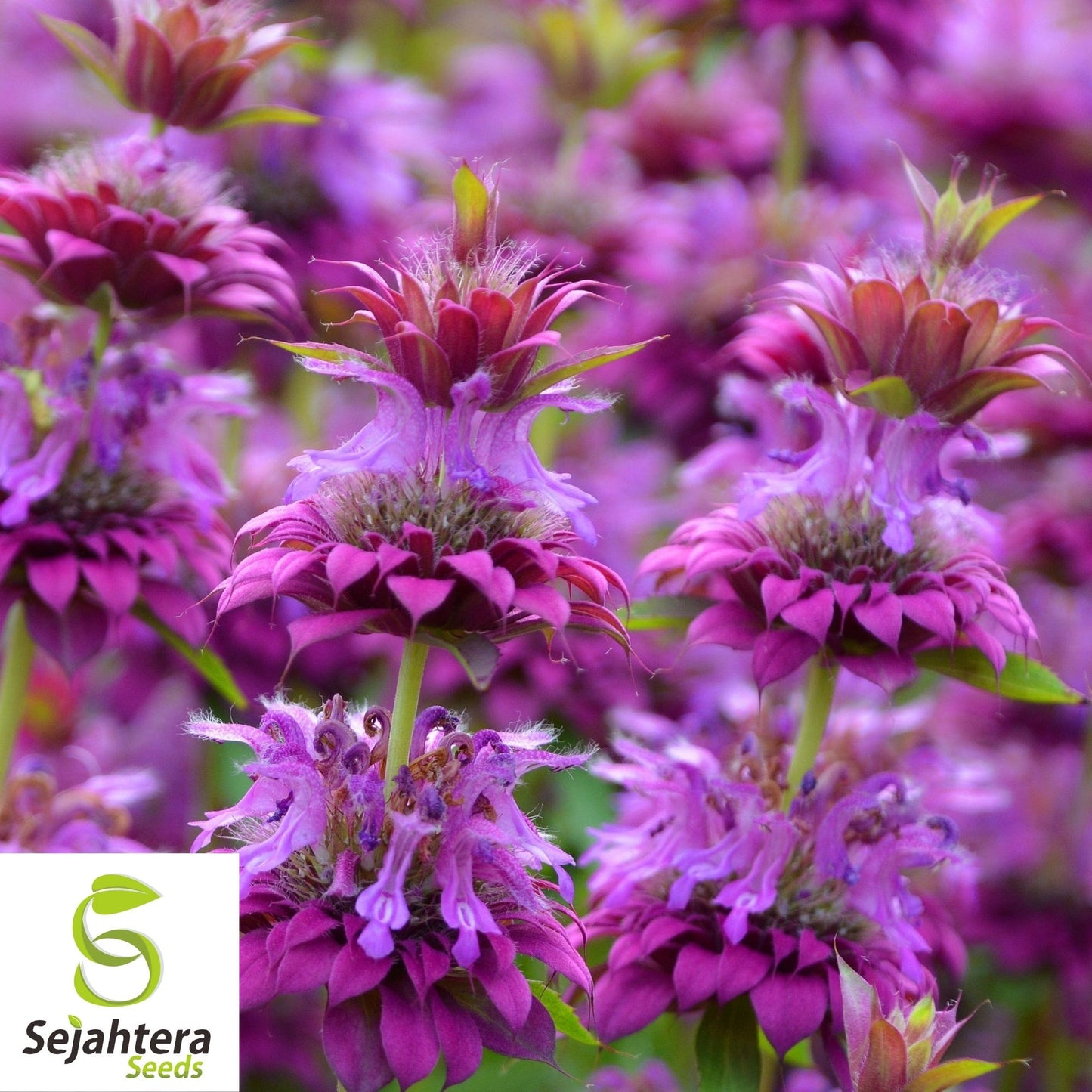 Lemon Mint Seeds 500+ | Monarda citriodora Herb Heirloom Annual USA