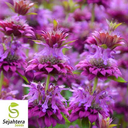 Lemon Mint Seeds 500+ | Monarda citriodora Herb Heirloom Annual USA