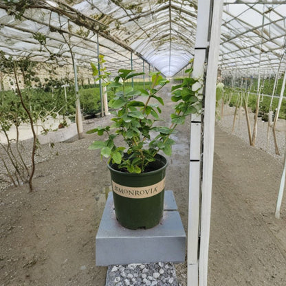 Grand Duke Jasmine – Jasminum sambac Live Fragrant Plant | 1–2 Feet Tall | Includes 3 Gallon Pot  Highly Fragrant Double Blooms | Evergreen Tropical Shrub | Patio Favorite