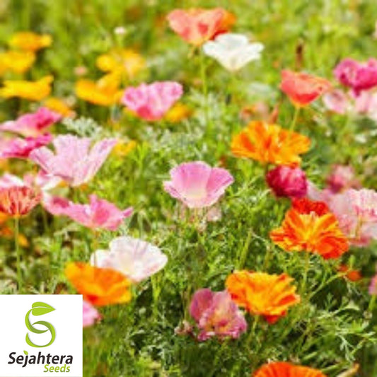 250+ Mission Bells California Poppy Seeds - Eschscholzia, Vibrant Blooms, USA