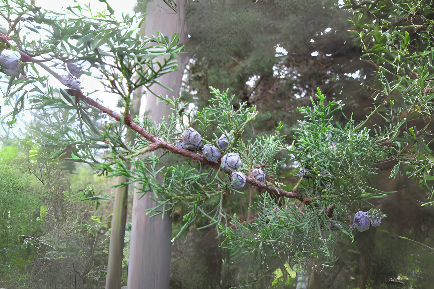 Gum Acacia Gum Arabic Tree (Acacia senegal)