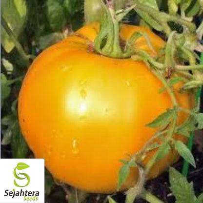 Golden Jubilee Tomato Seeds 100 Ct | Heirloom Vegetable NON-GMO USA