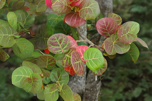 Fresh Sea Grape Leaves for Terrariums | Coccoloba uvifera | Bioactive Reptile Habitat | Coastal Decor