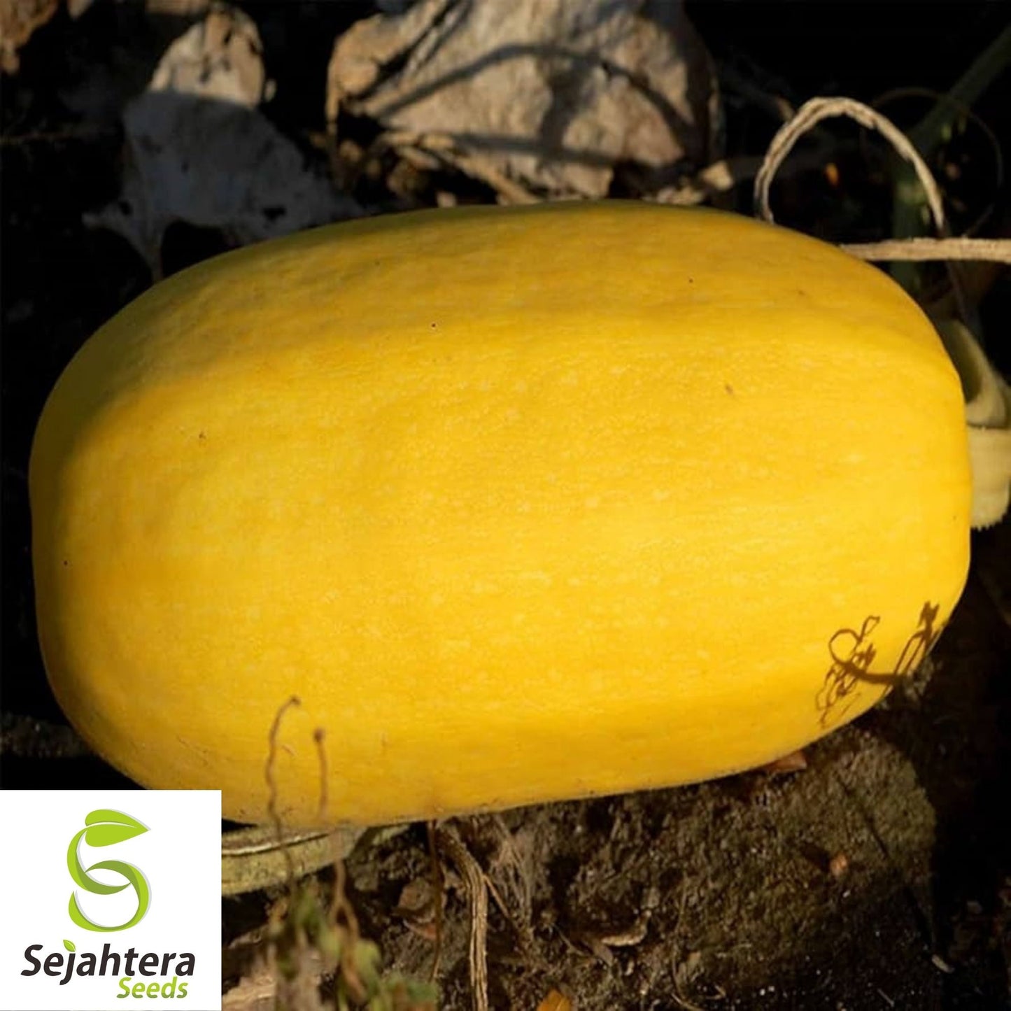 Spaghetti Squash Seeds 20 Ct | Heirloom Winter Vegetable Garden USA