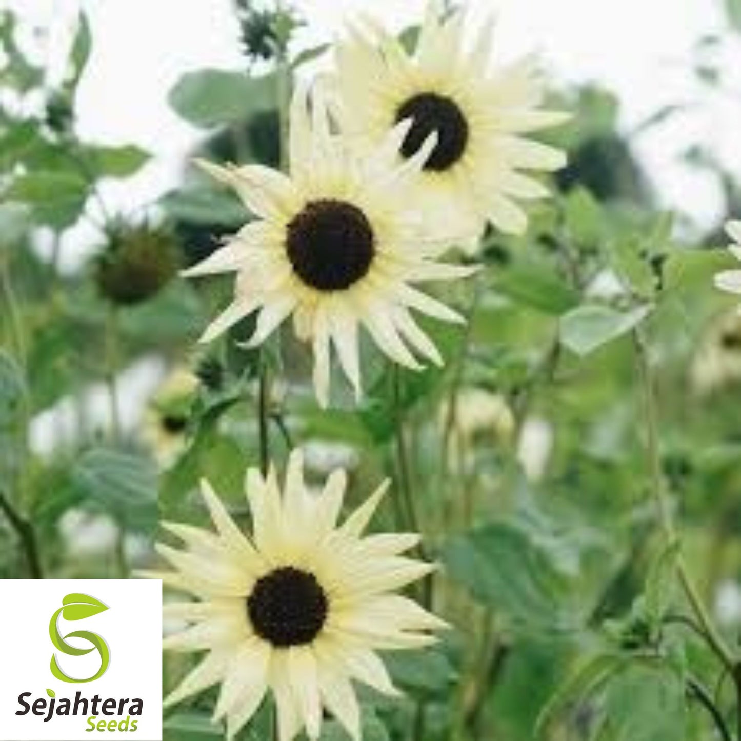 50+ Italian White Sunflower Seeds - Helianthus Debilis, Elegant Blooms, Non-GMO