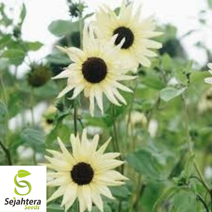 50+ Italian White Sunflower Seeds - Helianthus Debilis, Elegant Blooms, Non-GMO