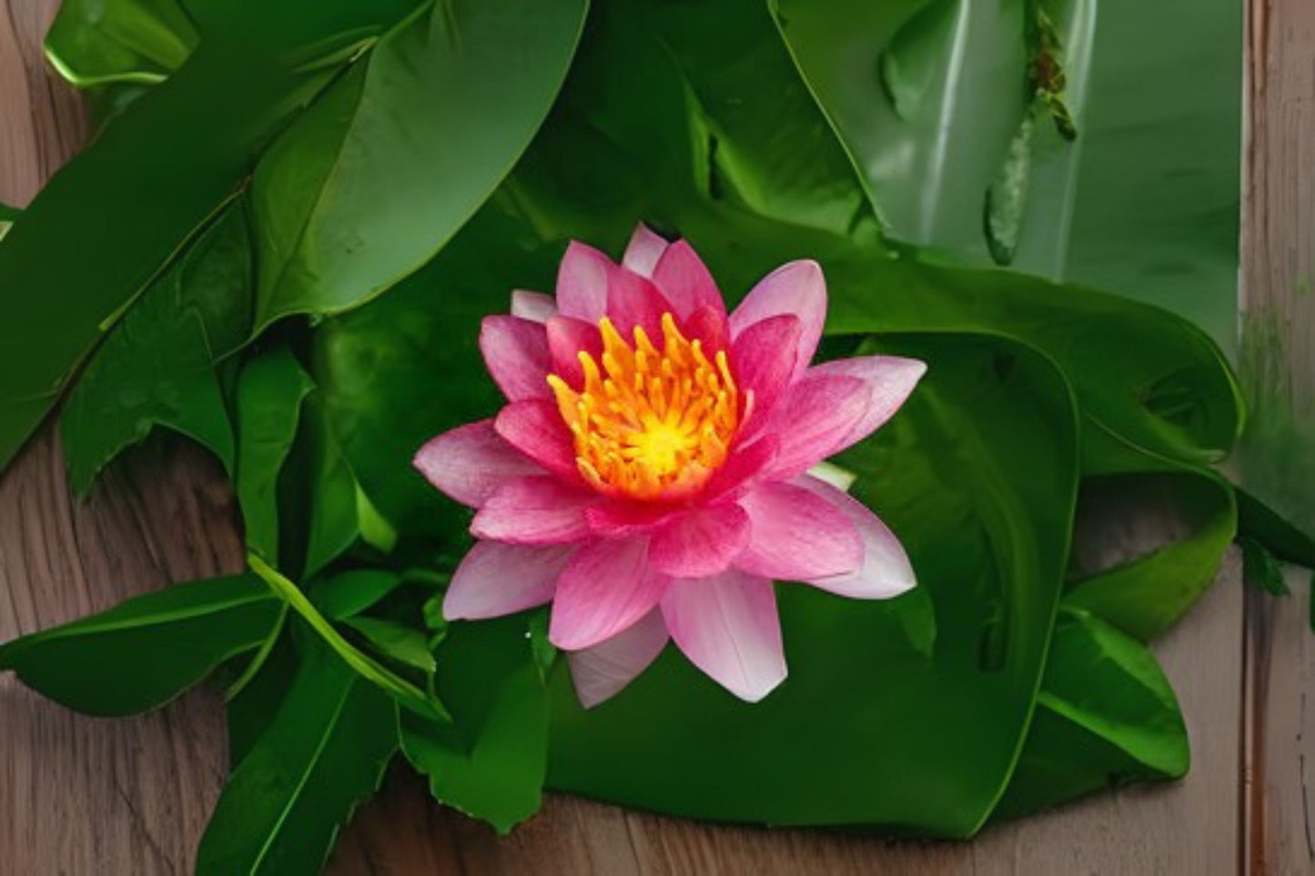Gypsy Pond Lily Pack of 3 - Nymphaea x 'Gypsy' Deep Red Water Lilies for Ponds