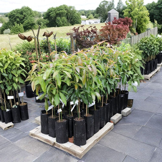 Little Cado Avocado Tree – Persea americana  Grafted Live Avocado Tree | 18 Inches Tall Dwarf Variety • Indoor Starter Plant • Tropical Fruit Tree