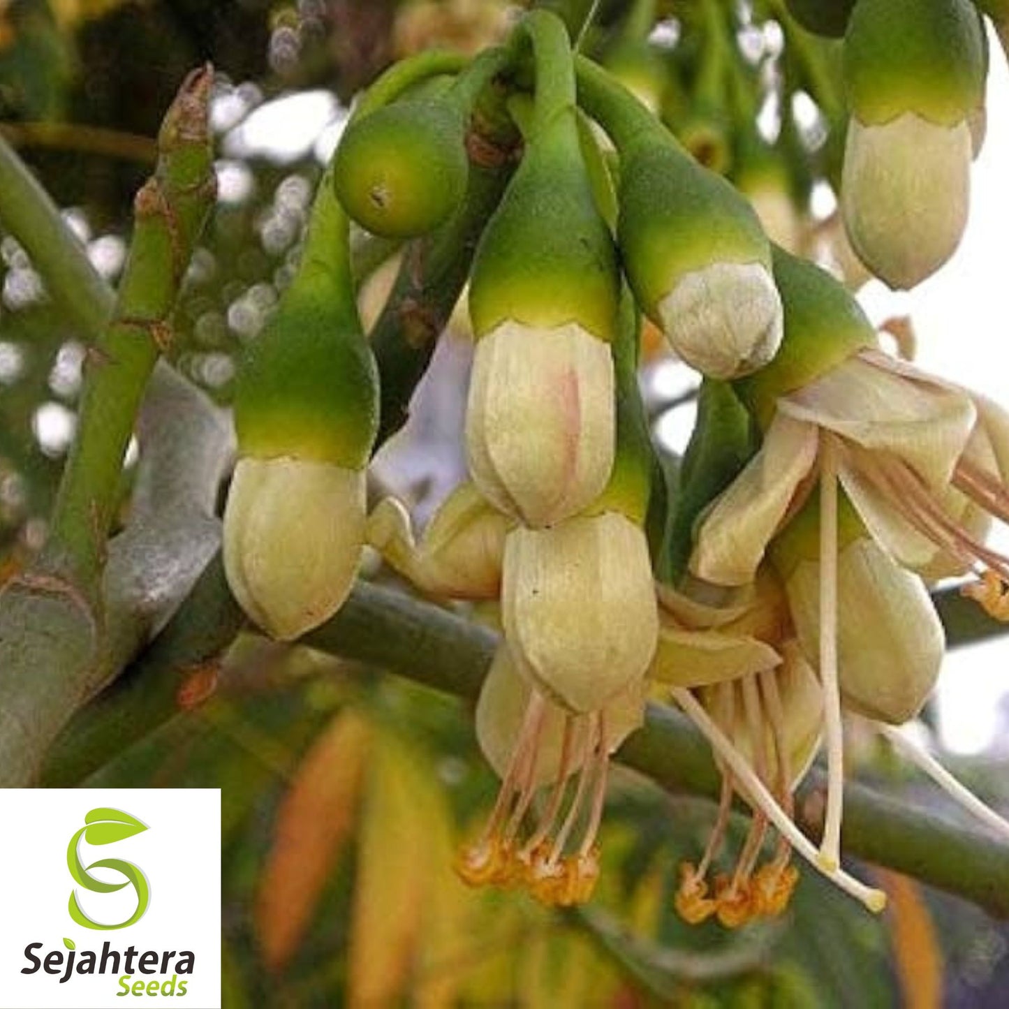 Silk Cotton Tree Seeds {Ceiba pentandra} Pre-Stratified 20 Seeds