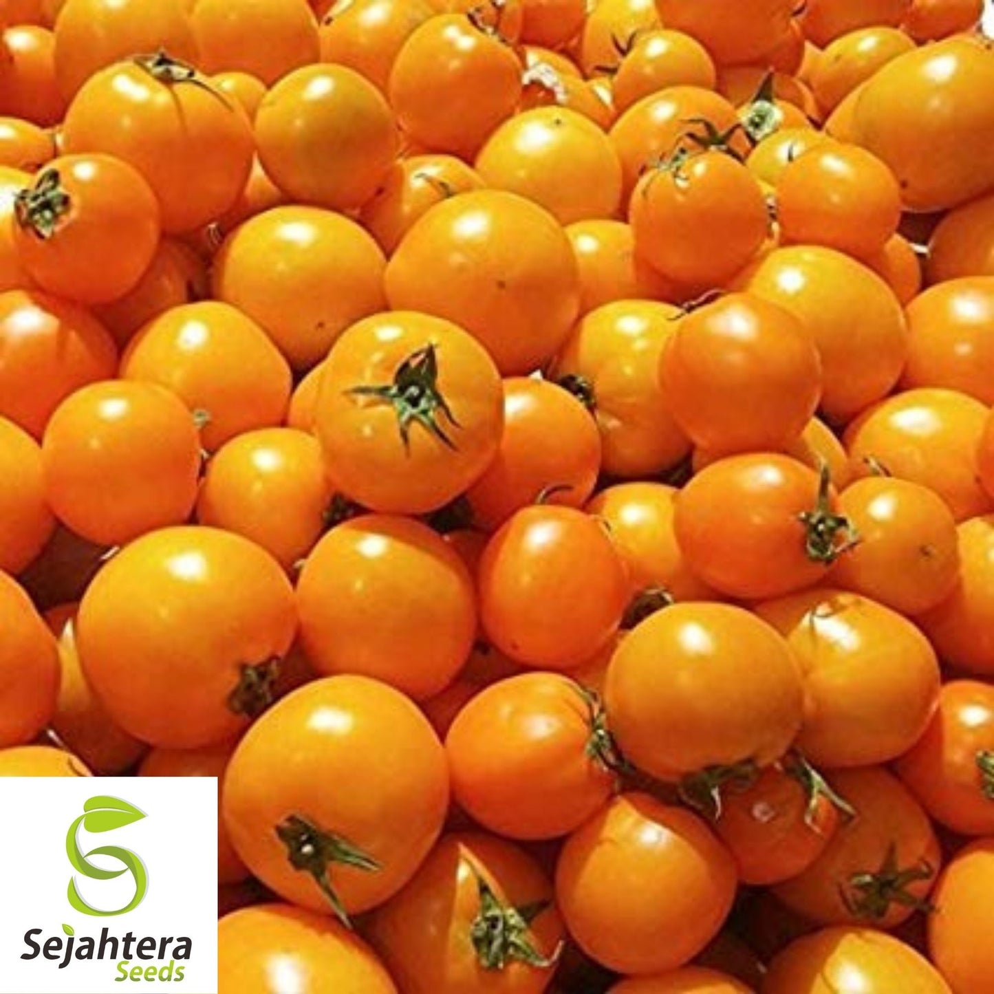 Golden Jubilee Tomato Seeds 100 Ct | Heirloom Vegetable NON-GMO USA