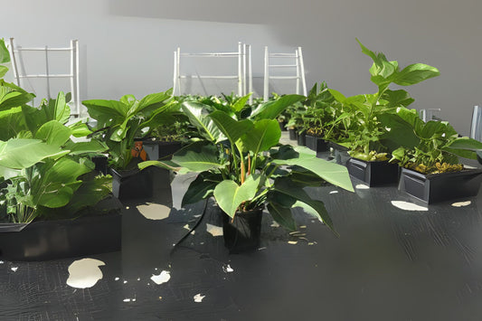Philodendron Plant 9" Pot Green Congo - Tropical Foliage, Philodendron sp. - Ideal Indoor/Patio Houseplant
