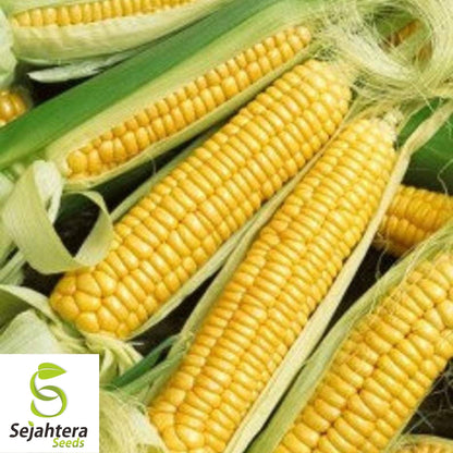 Iochief Yellow Corn Seeds 25 Ct | Sweet Heirloom Vegetable NON-GMO USA