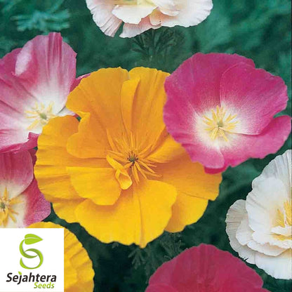 250+ Mission Bells California Poppy Seeds - Eschscholzia, Vibrant Blooms, USA