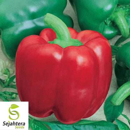 25 Sweet Yolo Wonder L Pepper Seeds - Non-GMO, Mild & High-Yield Variety