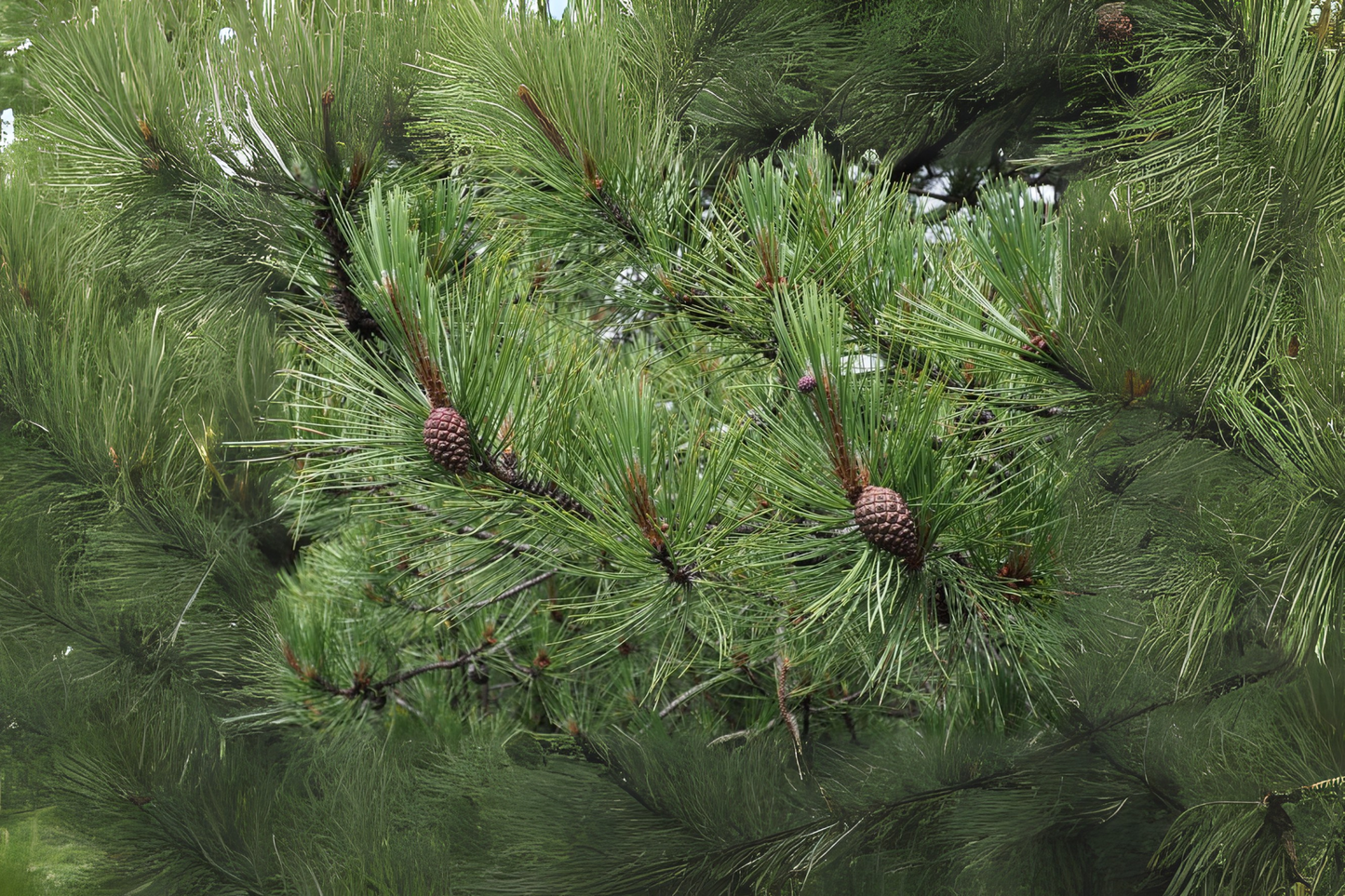 Sikang Pine (Pinus densata)