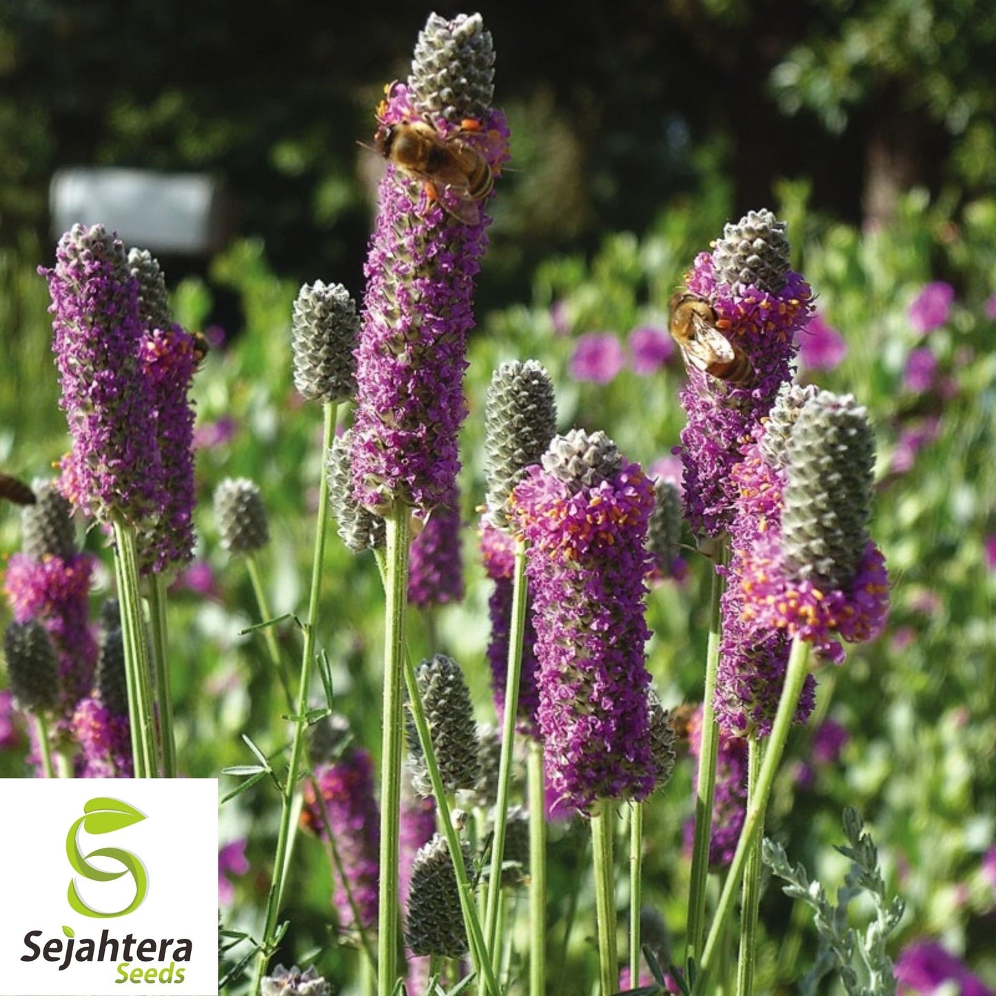 Purple Prairie Clover Seeds 250+ | Native Wildflower Pollinator Plant USA