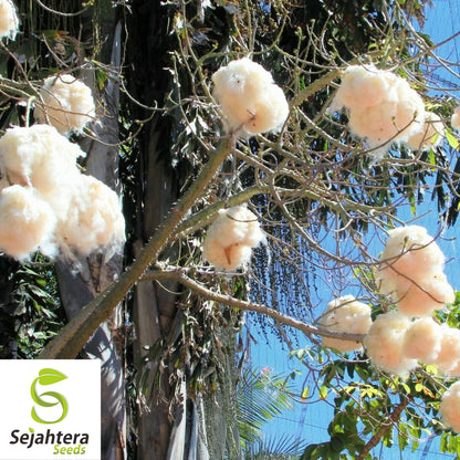 Silk Cotton Tree Seeds {Ceiba pentandra} Pre-Stratified 20 Seeds