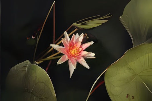 Sioux Pond Lily Pack of 3 - Nymphaea x 'Sioux' - Fragrant Yellow to Peach to Copper-Red Blossoms