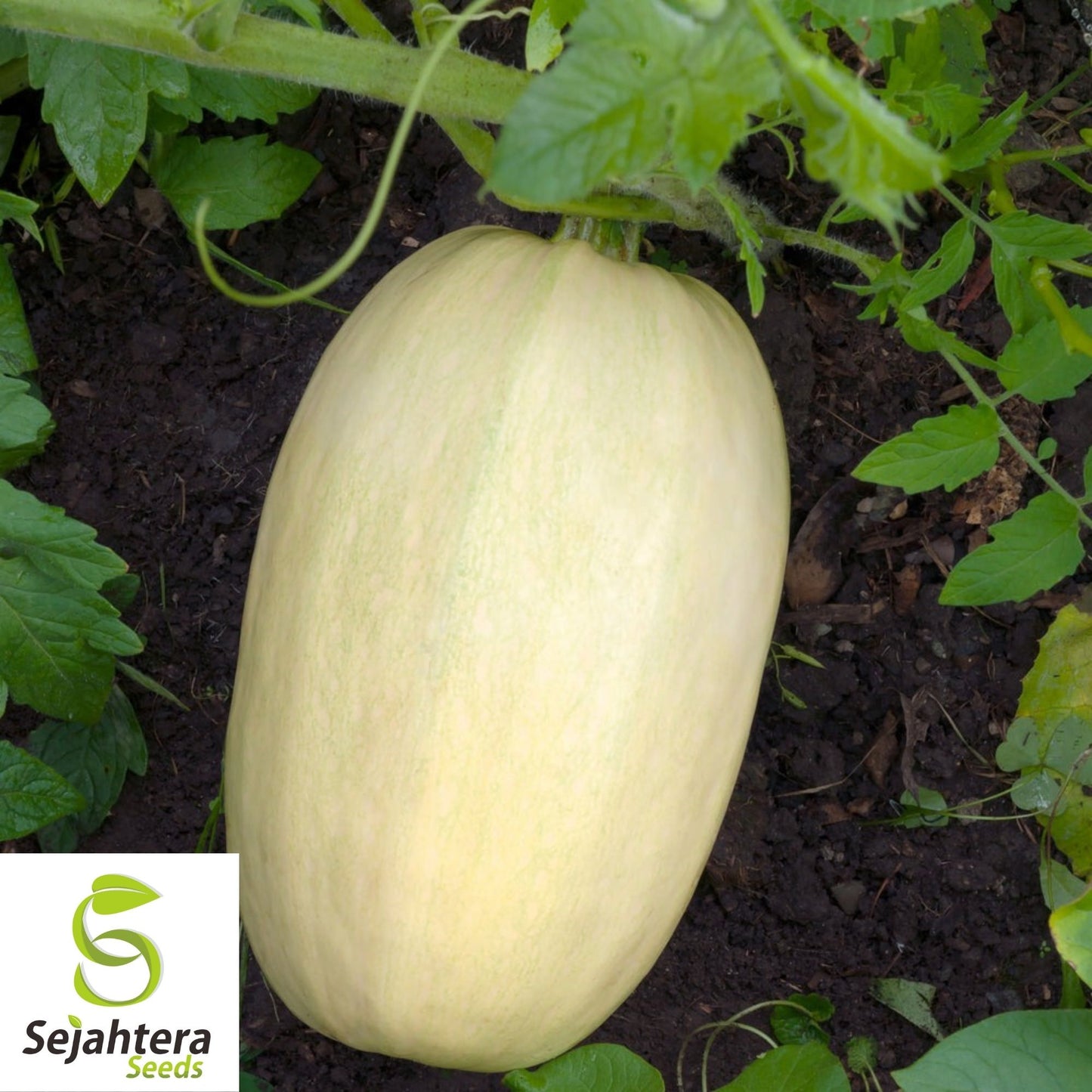 Spaghetti Squash Seeds 20 Ct | Heirloom Winter Vegetable Garden USA