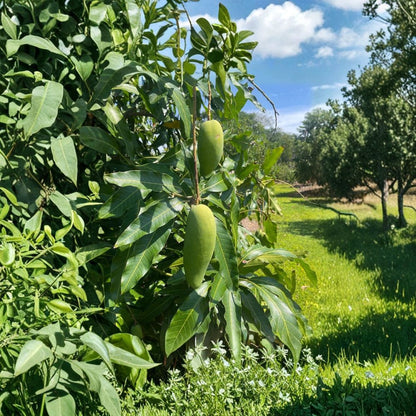 Ban Kun Sri Mango Tree – Mangifera indica Grafted Live Tree | 2–4 Feet Tall | Premium Thai Variety  Fragrant & Sweet | Strong Producer | Ships to All States