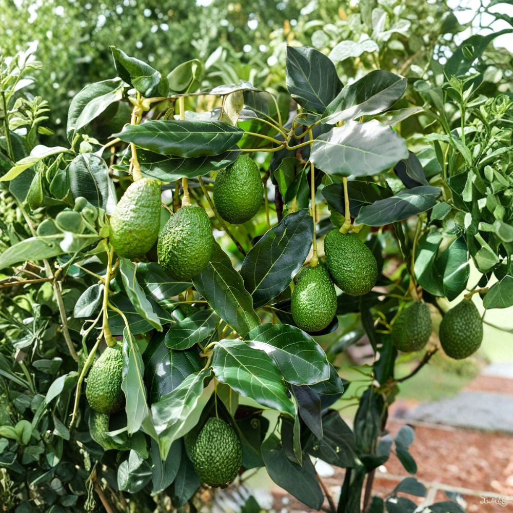 Little Cado Avocado Tree – Persea americana  Grafted Live Avocado Tree | 18 Inches Tall Dwarf Variety • Indoor Starter Plant • Tropical Fruit Tree