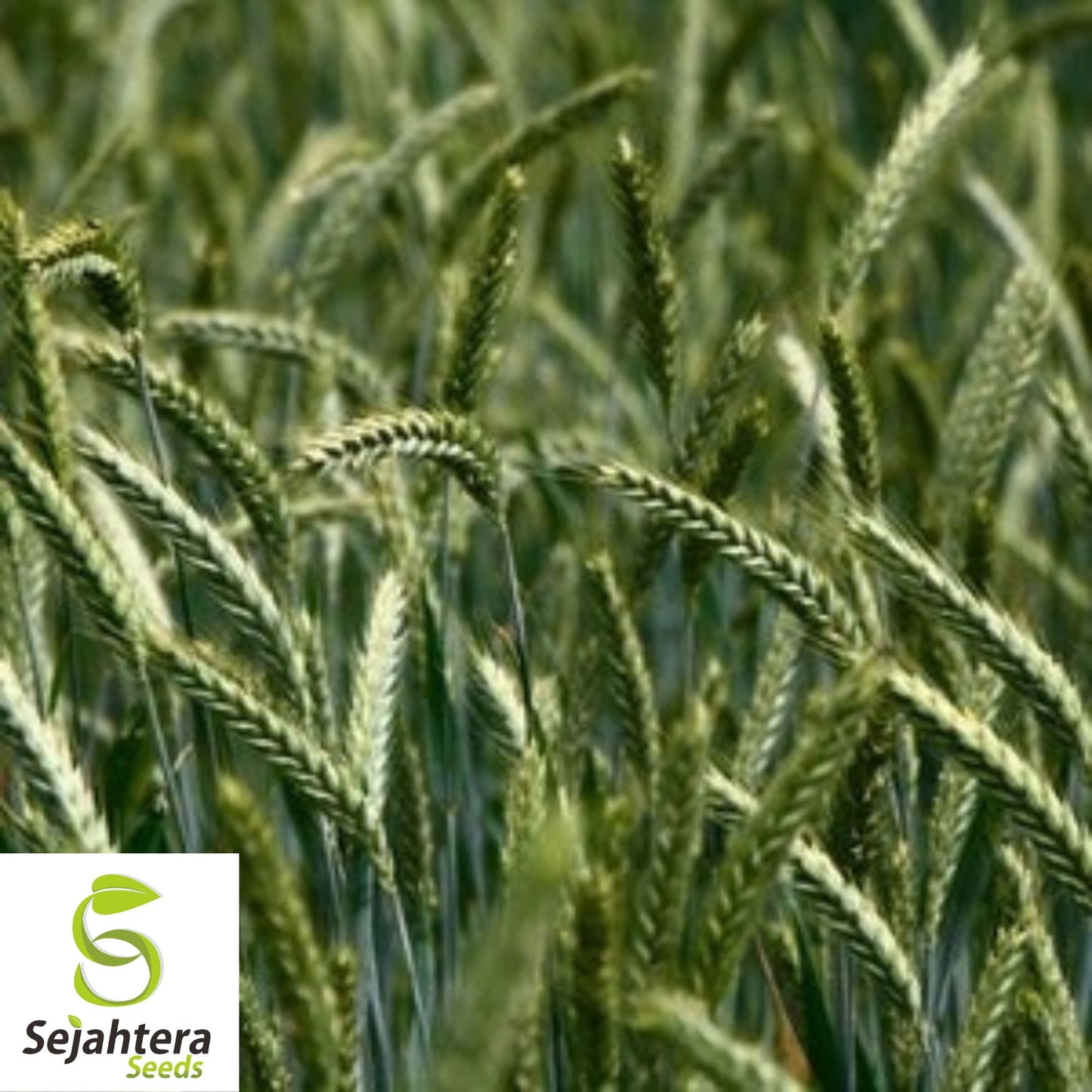 Einkorn Wheat Seeds - 1000+ Organic Heirloom - Ancient Grain & Non-GMO