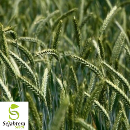 Einkorn Wheat Seeds - 1000+ Organic Heirloom - Ancient Grain & Non-GMO