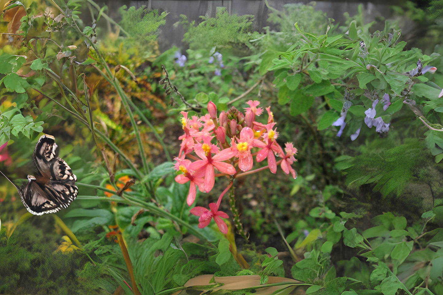 Epidendrum Radicans Orchid Plant - Pink Salmon Peach - Fire Star Orchid - Vibrant Indoor Houseplant - Blooming Size 12-18"