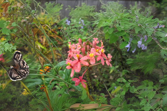 Epidendrum Radicans Orchid Plant - Pink Salmon Peach - Fire Star Orchid - Vibrant Indoor Houseplant - Blooming Size 12-18"