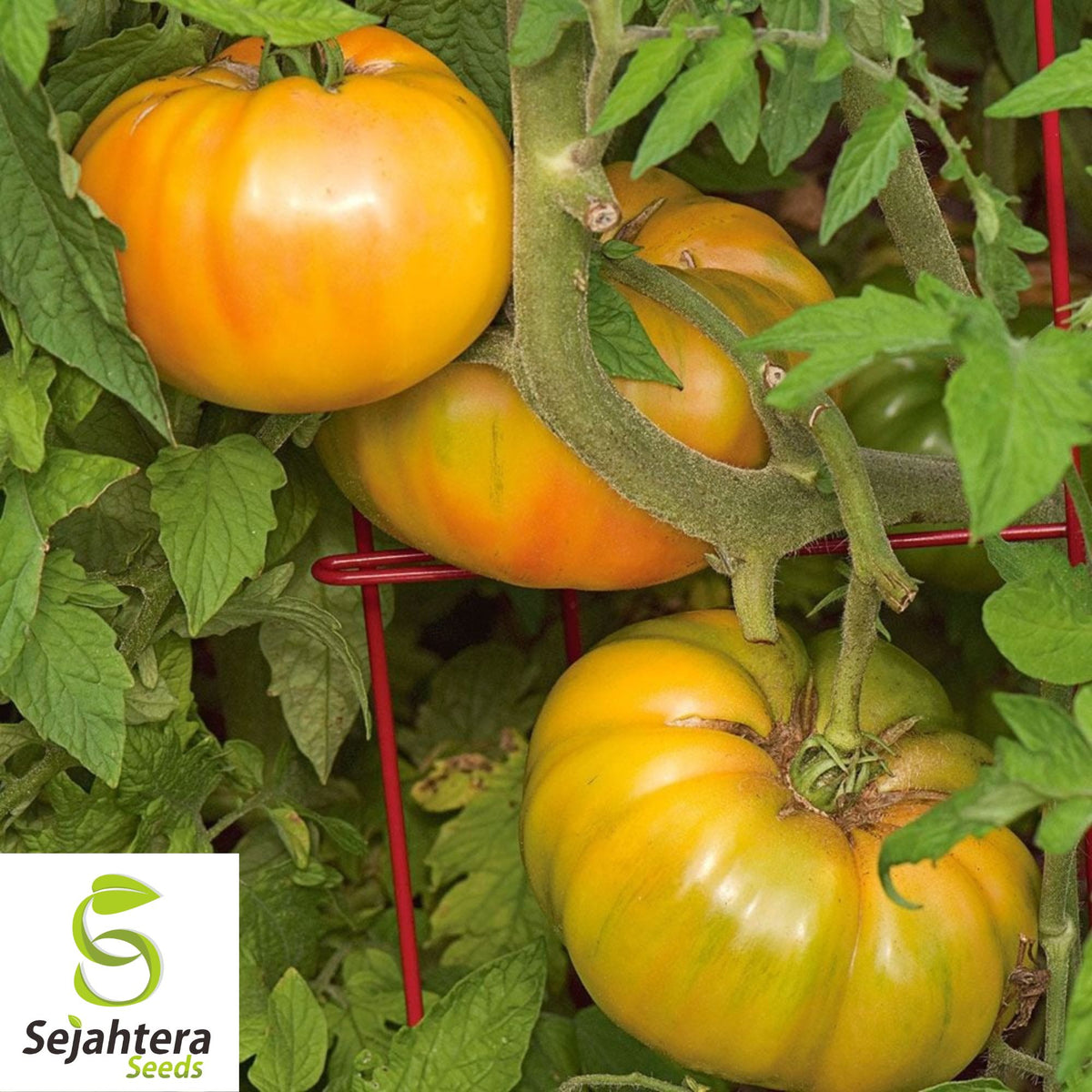 Pineapple Tomato Seeds - 120+ Heirloom, Organic, Non-GMO & Rare