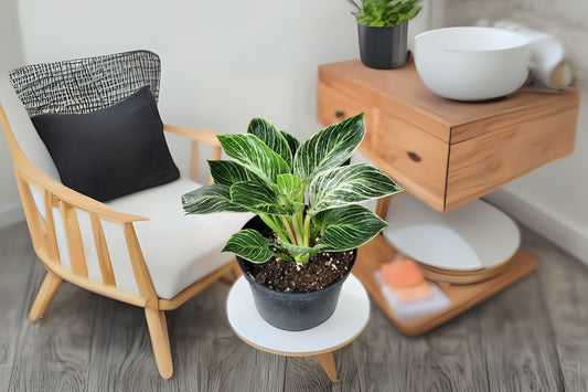Philodendron 'Birkin' Plant - Live Indoor Houseplant - Tropical Greenery - Philodendron spp. - Unique Variegated Leaves