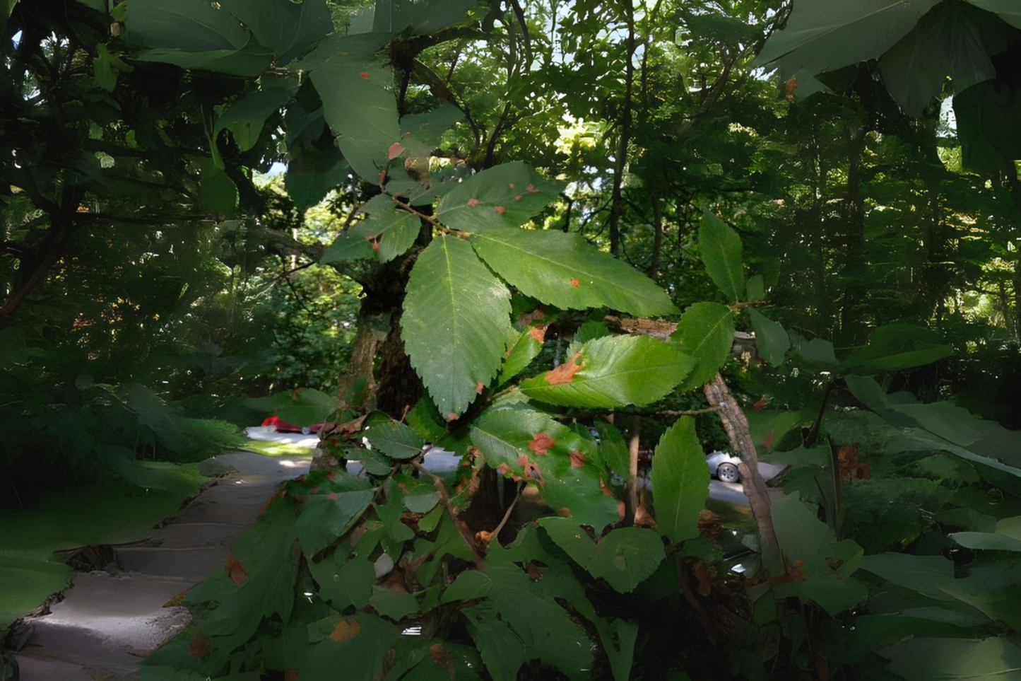 Carolina Silverbell (Halesia carolina)