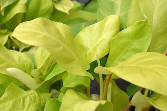 Philodendron 'Golden Goddess' 3 Gallon Pot | Tropical Houseplant | Easy Care Indoor Plant | Philodendron bipinnatifidum
